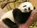Animal Differences