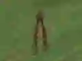 Dino Hunt