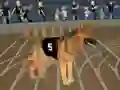 Crazy Dog Racing Fever