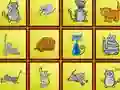 Cats Findiff