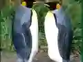 Penguin Puzzle