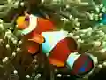 Underwater Hidden Numbers
