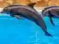 Sea Dolphin Jigsaw