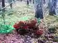 Bernati Forest Adventure