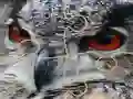 Wild owl Jigsaw