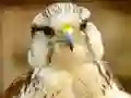 Gyrfalcon Jigsaw