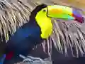 Toucan Bird Jigsaw