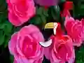 Precious Rose Escape