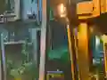 Playful Tortoise Escape