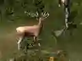 Sniper Hunting Deadly Animal