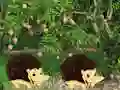 Escape From Mango Farm