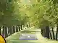 Pair of Cat Escape