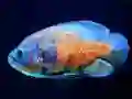 Tiger Fish Jigsaw