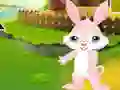 Find The Buddy Rabbit