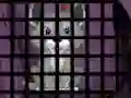 Trapped Wolf Rescue