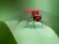 Dragon Fly Jigsaw