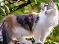 Rotate Puzzle - Cats and Dogs