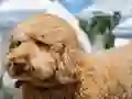 Labradoodle Jigsaw