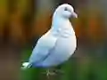 Realistic Pigeon Rescue
