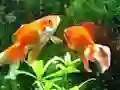 Blue Fish Escape
