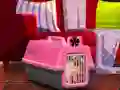 Escape The Small Pug