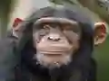 Chimpanzee Jigsaw