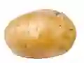 Potato