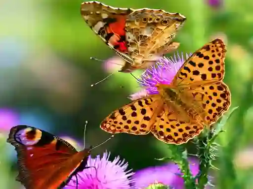 Butterfly Slide