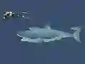 Mad Shark