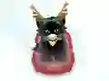 Pet Sledding