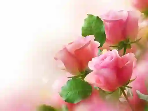 Pink Roses