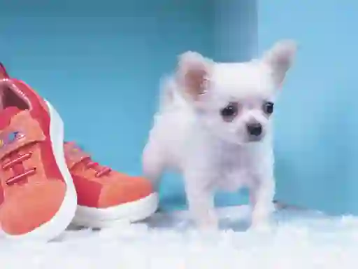Lovely Puppy Puzzle
