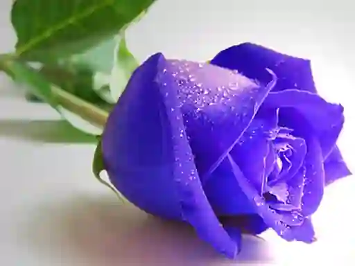 Blue Roses