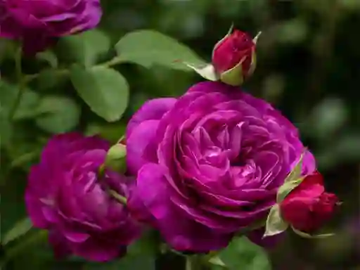 Purple Roses