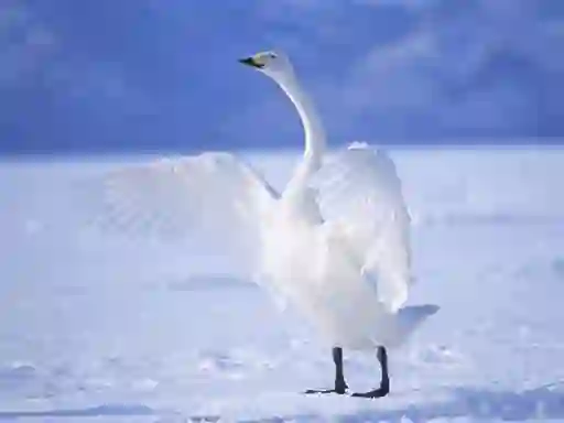 Graceful Swans