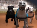 Greyhound ਰੇਸਿੰਗ 