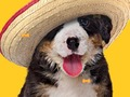 Funny Doggy ਓਹਲੇ ਹੱਡੀਆਂ 