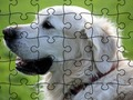 Jigsaw Puzzle ਘਰੇਲੂ ਜਾਨਵਰ 