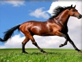 ਜਾਨਵਰ ਪਹੇਲੀ ਪਹੇਲੀ ਘੋੜੇ 