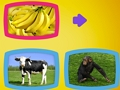 ਜਾਨਵਰ ਕੀ ਖਾਂਦੇ ਹਨ? 