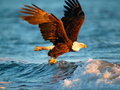 ਜਾਨਵਰ Jigsaw Puzzle Eagle 
