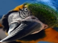 ਪੰਛੀ ਜਿਗਸਾ 